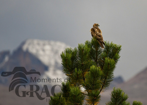 2023-09-30 - DSC_0840_edited-5x7 - Red-Tailed Hawk on a Ponderosa - Long's Peak