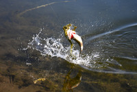 DSC_1564_edited - Bam!!!