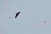 DSC_3961_edited