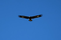 DSC_5089_edited - Juvenile Golden Eagle