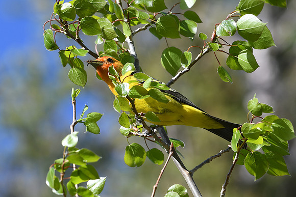 DSC_7590_edited - Western Tanager (Male)
