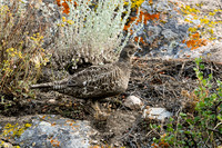 DSC_5390_edited