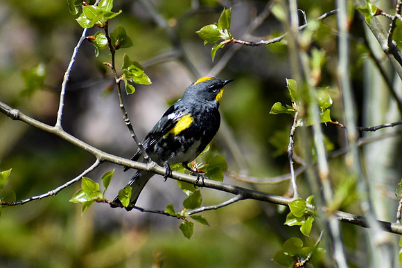DSC_0958_edited - MX - Yellow Rumped Warbler (Audubon's Warbler)