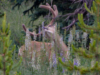 2015 - Camping Trip - Mule Deer Buck_edited
