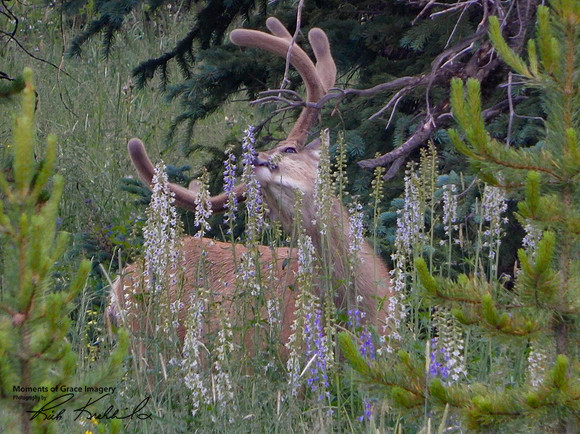 2015 - Camping Trip - Mule Deer Buck_edited