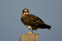 DSC_5867_edited