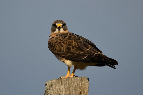 DSC_5867_edited
