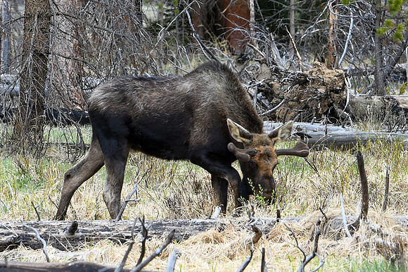 DSC_6667_edited