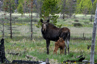 2024-06-08 - Baby Moose Extravaganza