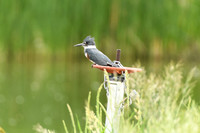 DSC_8245_edited