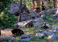 2017-07-03 - Bear Family_edited_edited