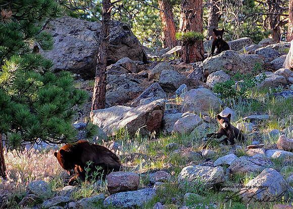 2017-07-03 - Bear Family_edited_edited