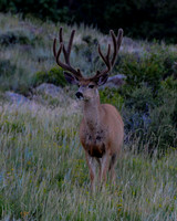 2014 - Mule Deer Buck in Velvet - RMNP_edited-vert 8x10