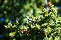 DSC_0595_edited