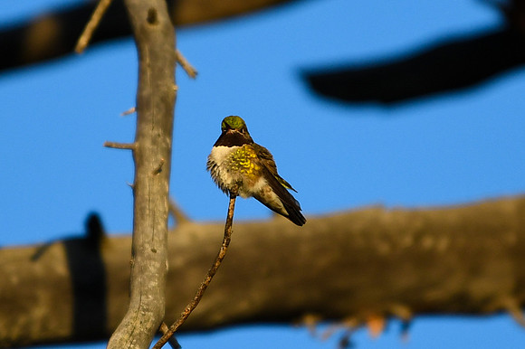 DSC_6263_edited - Broad-tailed hummingbird (Male)