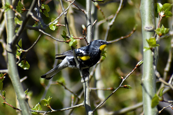 DSC_0963_edited - MX - Yellow Rumped Warbler (Audubon's Warbler)