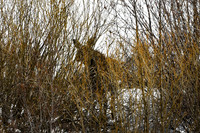 DSC_5176_edited