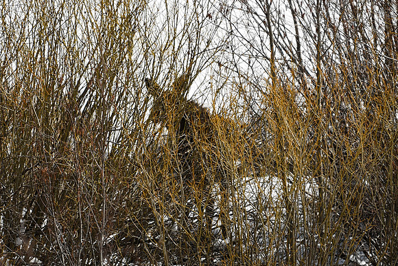 DSC_5176_edited