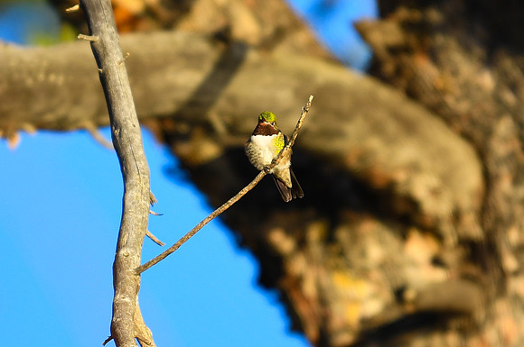 DSC_6311_edited - Broad-tailed hummingbird (Male)