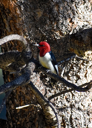 DSC_0265_edited - MX - Red-headed Woodpecker