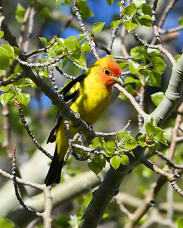 DSC_7528_edited - Western Tanager (Male)