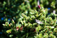 DSC_0592_edited - Ruby-crowned Kinglet on Norway spruce