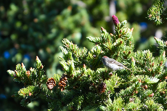 DSC_0592_edited - Ruby-crowned Kinglet on Norway spruce