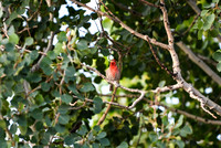 DSC_8963_edited - House Finch