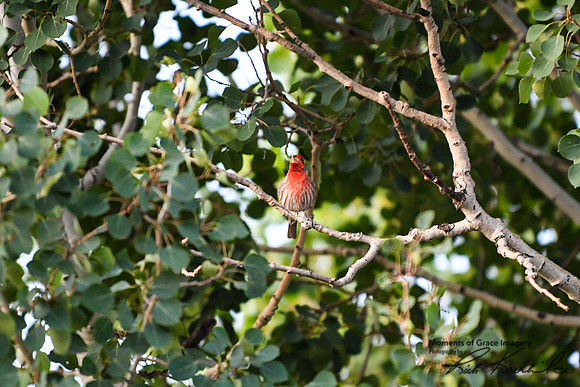 DSC_8963_edited - House Finch