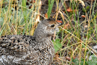DSC_0753_edited-MK - Dusky Grouse - 'young of the year' - young cock - MK