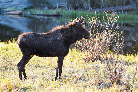 DSC_6331_edited - Young bull moose #1