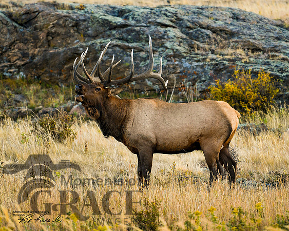 DSC_4942_edited_Watermarked_edited