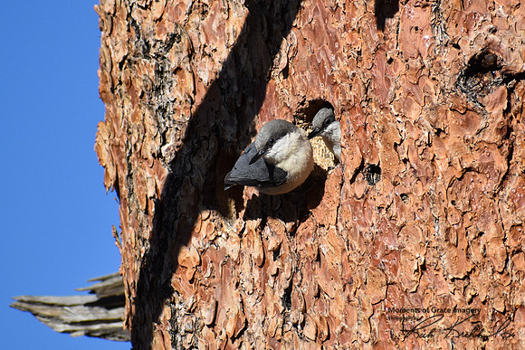 DSC_0116_edited-MX - Pygmy Nuthatch