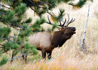 DSC_2142_edited
