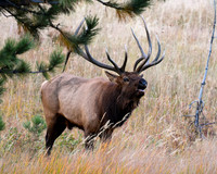 DSC_2153_edited