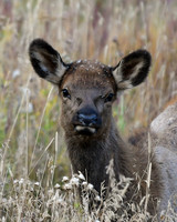 DSC_2006_edited