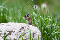 DSC_4450_edited