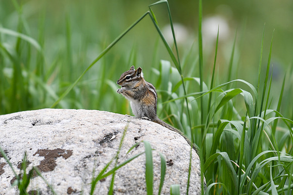 DSC_4450_edited