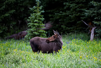 DSC_3079_edited-1