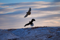 2023-11-25 - Evening Eagle Adventure