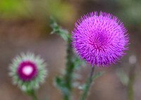 DSC_1537_edited