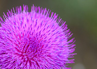 DSC_1538_edited