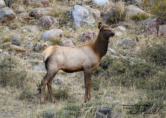 DSC_3772_edited