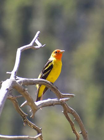 DSC_0552_edited - MK - Western Tanager