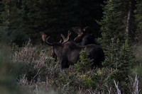 DSC_2295_edited - Two Bull Moose