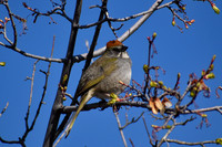 DSC_0042_edited