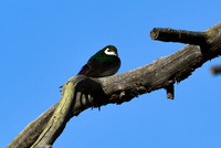DSC_0260_edited