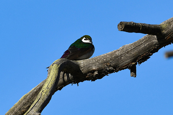DSC_0260_edited