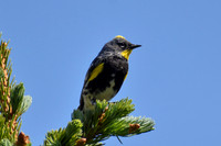 DSC_0174_edited