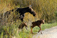 2025-06-01 - RMNP - Moose Twins